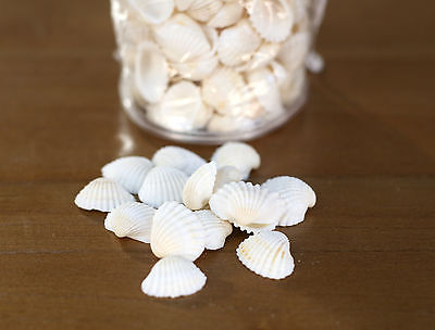 Sea Shells Beach Home Decor Vase Filler Assorted Colours Seaside #6 BRAND NEW